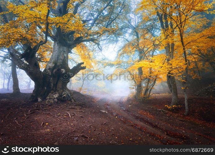 Autumn tree in fog. Old magical tree with big branches and orange and red leaves. Mystical autumn forest and road in fog. Fairy forest. Colorful landscape with misty tree. Nature. Foggy forest. Old magical tree with big branches and orange and red leaves