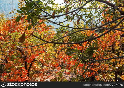 Autumn tree in morning meadow. Falling leaves natural background