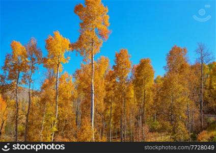 Autumn tree in morning meadow. Falling leaves natural background