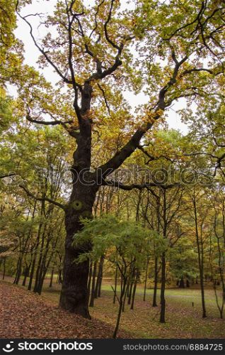 autumn tree in park with leaves photo. Beautiful picture, background, wallpaper