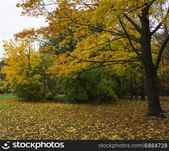 autumn tree in park with leaves photo. Beautiful picture, background, wallpaper
