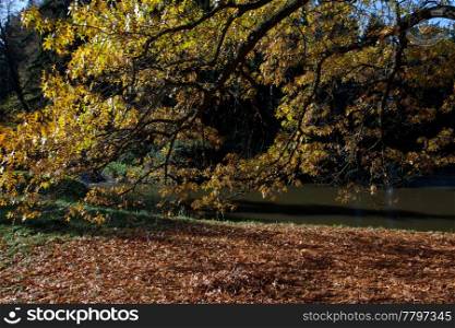 Autumn tree in the forest standing by the pond