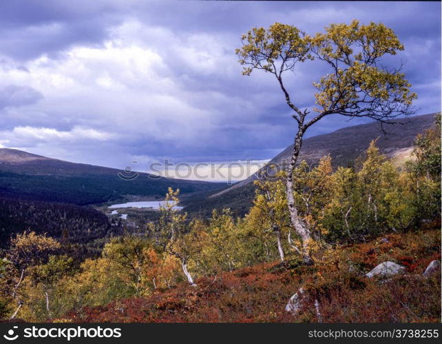 Autumn tree in the mountains