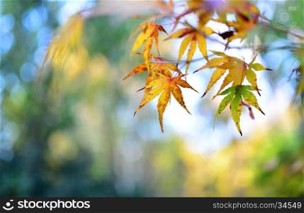 autumn tree leaf nature abstract detail background