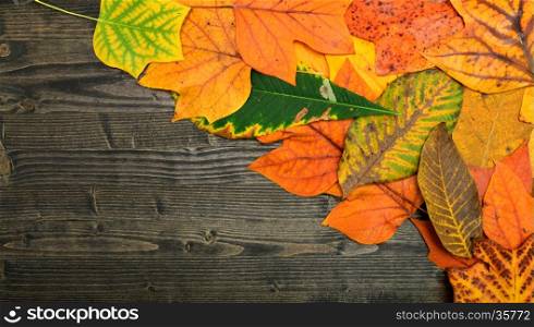 autumn tree leaf over dark wood plate background