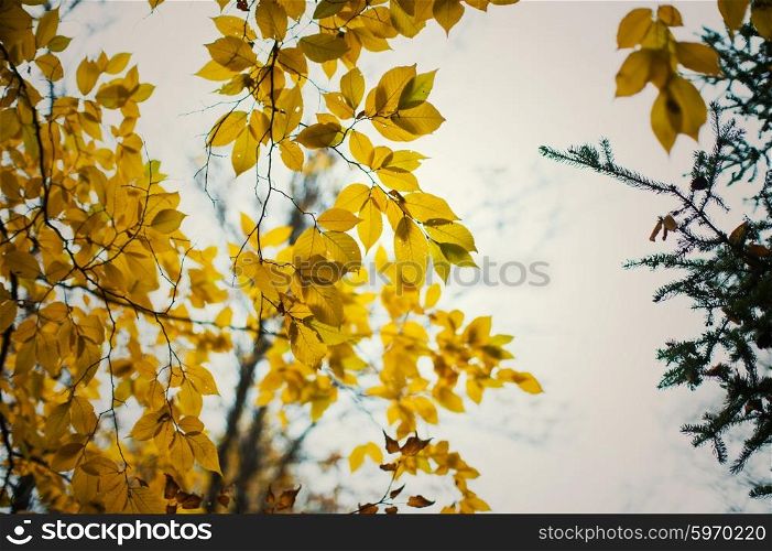 autumn tree leaves. autumn tree leaves background photo
