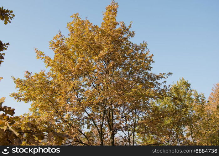 autumn tree photo. Beautiful picture, background, wallpaper