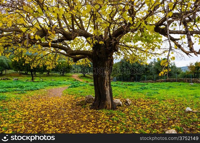 Autumn tree scene with yellow leaves