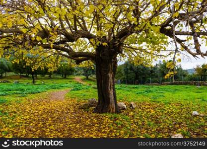 Autumn tree scene with yellow leaves