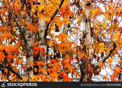 autumn tree with beautiful leaves in fall season