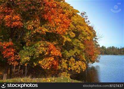 Autumn tree with bright foliage is reflected in the lake