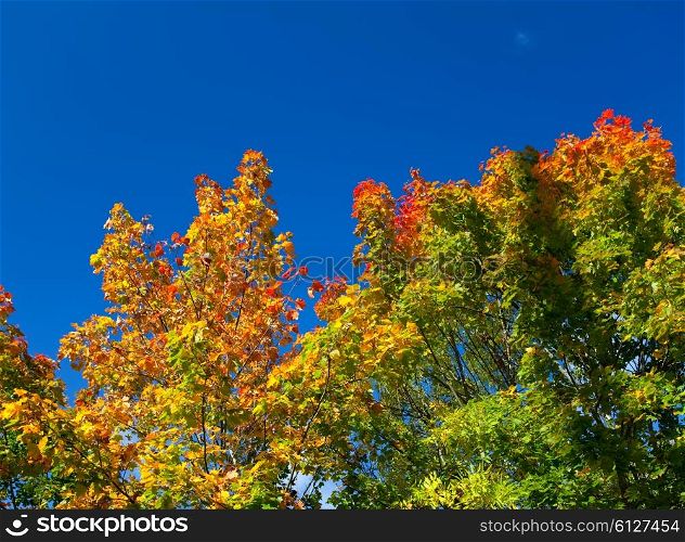 Autumn tree with bright foliage on a blue sky background