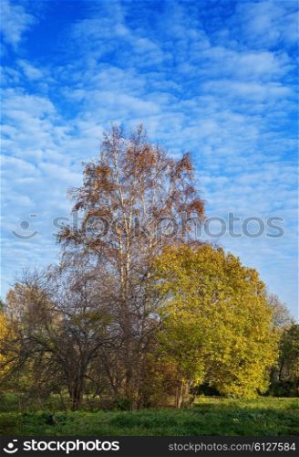 Autumn tree with bright foliage on a blue sky background