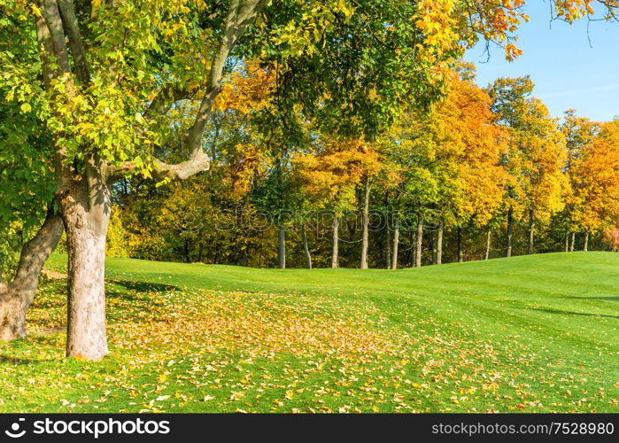 Autumn tree with fallen leaves in forest on green grass field