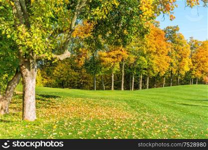 Autumn tree with fallen leaves in forest on green grass field