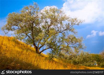 Autumn tree with leaves and dry grass and blue sky. Autumn tree