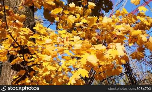 autumn tree with yellow swaying leaves and behind ferris wheel against blue sky, closeup