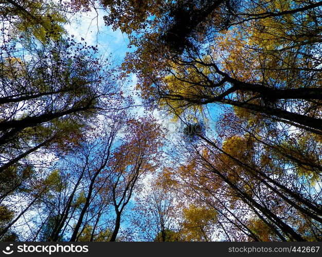 Autumn trees against blue sky as nature background.. Autumn trees against blue sky.