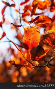 autumn trees and beautiful orange color leaves