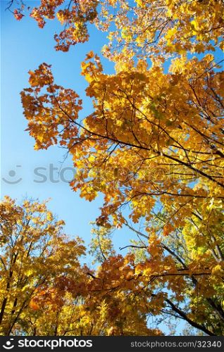 Autumn trees and beautiful yellow leaves