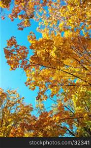 autumn trees and beautiful yellow leaves