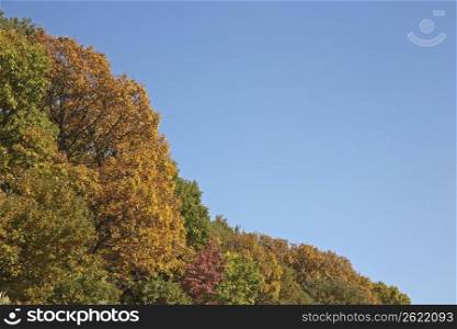 Autumn trees and blue sky