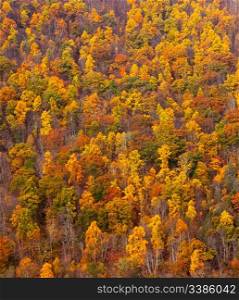 Autumn trees and colorful leaves on a hillside in the fall