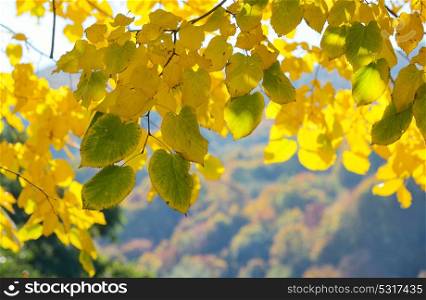 Autumn Trees and Leaves in sunny day