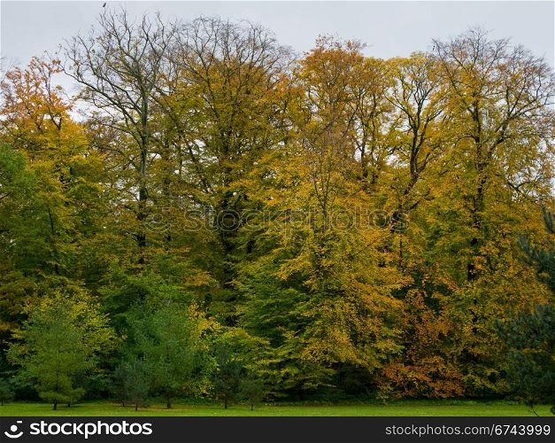 autumn trees. beech trees and coniferous trees in autumn with colored leaves