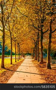 Autumn trees in a public park