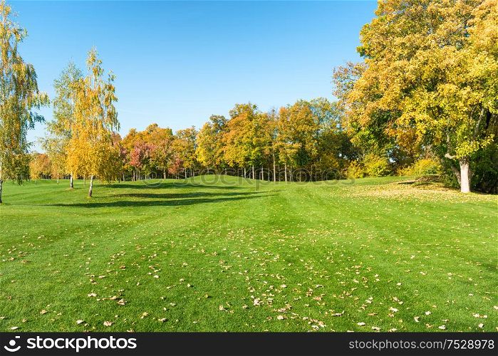 Autumn trees in forest on green grass field