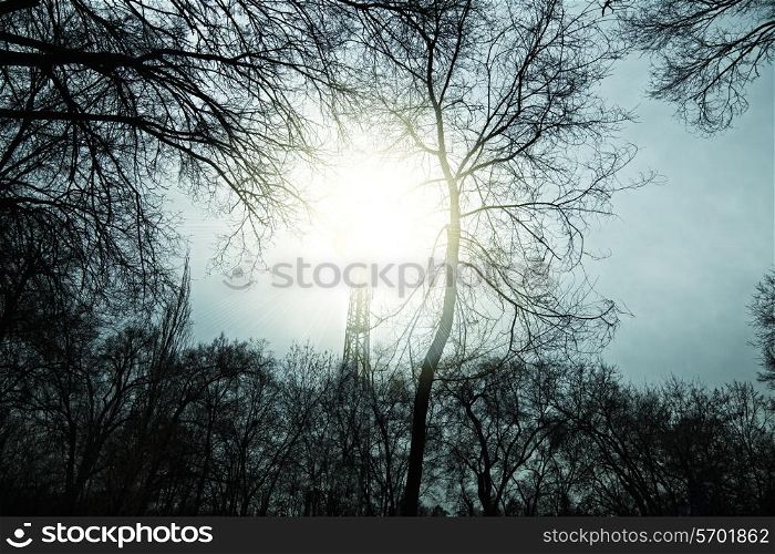 autumn trees in the background of sky and sun