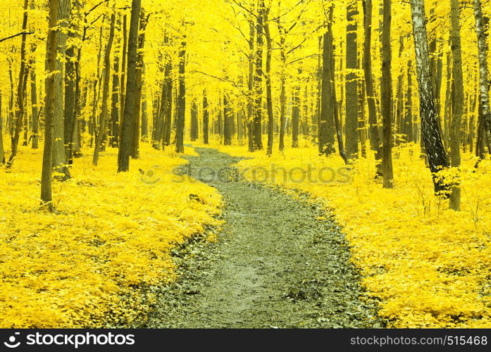 autumn trees in the forest