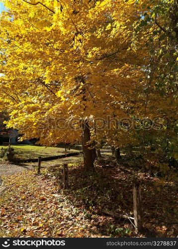 Autumn trees in The Hamptons