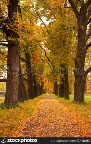 autumn trees in the park