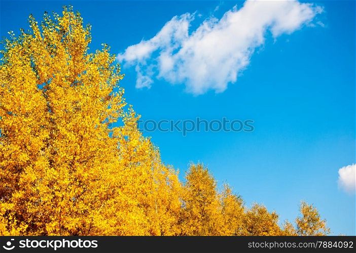 Autumn trees in the southern Urals in September
