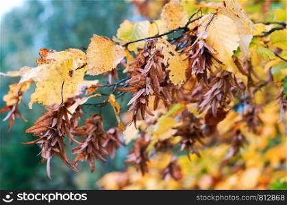 autumn trees in yellow leaves, the fruits of a maple in autumn. the fruits of a maple in autumn, autumn trees in yellow leaves