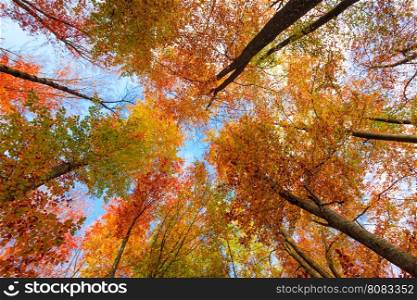 Autumn Trees Leaves. Autumn landscape