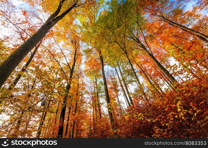 Autumn Trees Leaves. Autumn landscape