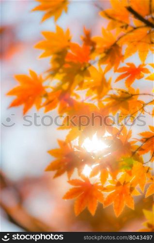 autumn trees out of focus, natural bokeh abstract blur background