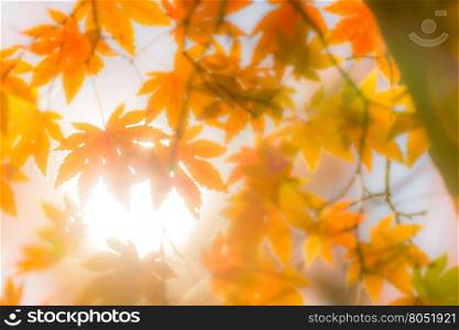 autumn trees out of focus, natural bokeh abstract blur background