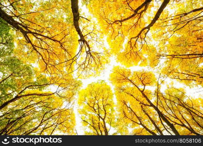 Autumn trees pattern