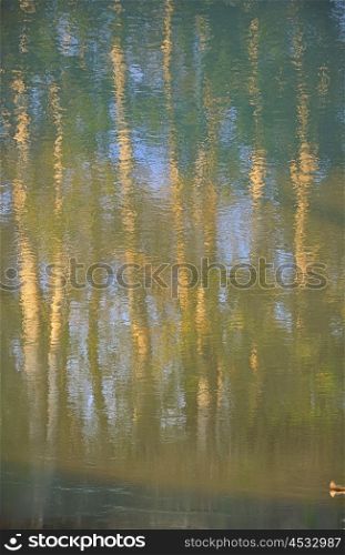Autumn trees reflecting in the water