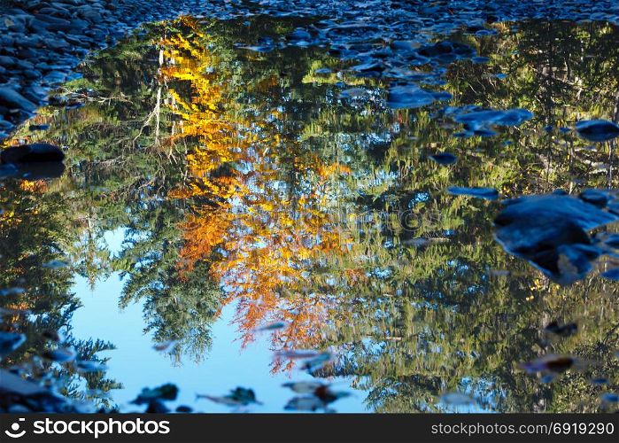 Autumn trees reflection in rural dirty road puddle.