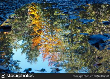 Autumn trees reflection in rural dirty road puddle.