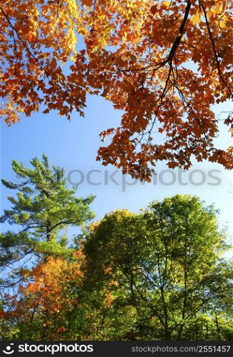 Autumn trees with blue sky on a sunny fall day