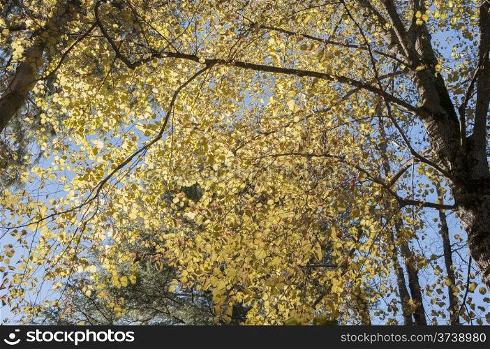 autumn trees with yellow leaves Color