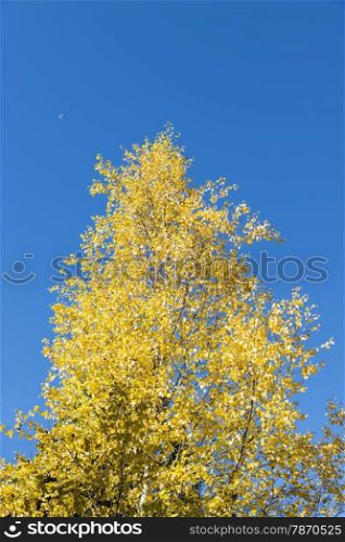 autumn trees with yellow leaves Color