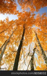 Autumn trees with yellowing leaves against the sky. Autumn trees against the sky