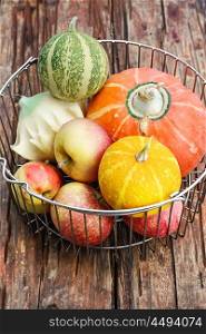 Autumn vegetables and fruits. Metal basket with decorative fall pumpkins and apples